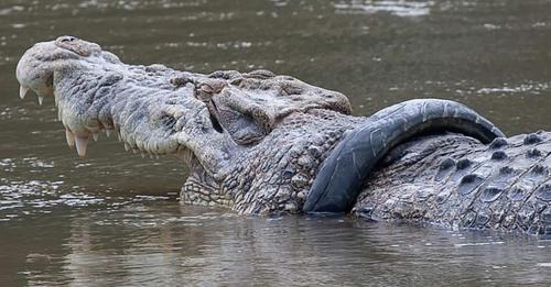 Krokodil steckte sechs Jahre in Reifen fest   spektakuläre Rettungsaktion erfolgreich