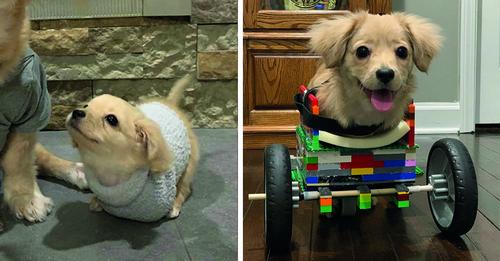 12-Jähriger baut Rollstuhl aus Lego für zweibeinigen Welpen