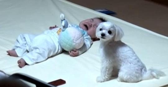 Eine Mama konnte ihr weinendes Baby nicht beruhigen, so dass der Hund eine einzigartige Methode anwandte