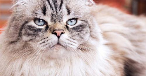 7 versteckte Anzeichen dafür, dass deine Katze dich wirklich hasst