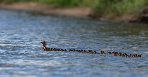 Fotograf kann auf Foto festhalten, wie sich eine Enten Mama um ihre 76 Entenküken kümmert