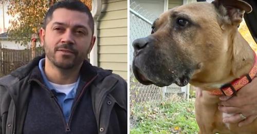 Ein Mann adoptiert einen 10 jährigen Hund, der Krebs im Endstadium hat – 'Ich konnte sie einfach nicht zurücklassen'