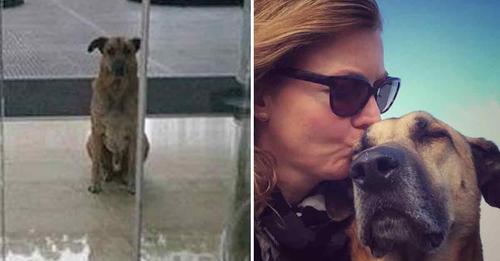 Flugbegleiterin adoptiert streunenden Hund, der nicht aufhören will, vor Hotel auf sie zu warten