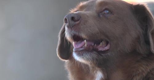 Bald 31 Jahre alt: Bobi, der älteste Hund der Welt