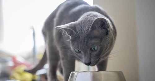 Beliebte Katzenfuttermarke schrumpft Portion und hebt Preise an