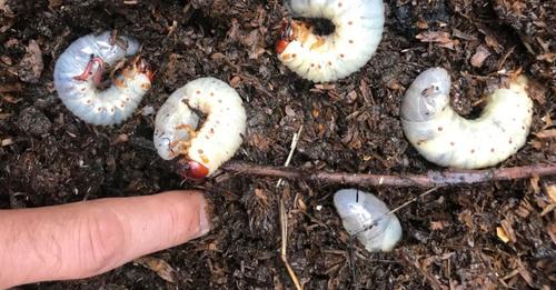 Engerlinge im Garten: was gegen die Käferlarven hilft