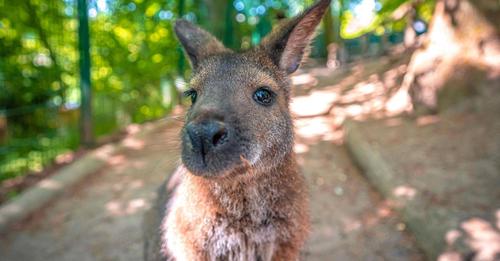 Känguru Willi büxt aus Zoo aus – kuriose Meldung über tierischen Ausbrecher