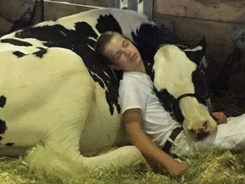 Junge und Kuh schlafen Arm in Arm ein – jetzt bringt das Bild die Herzen im Internet zum Schmelzen