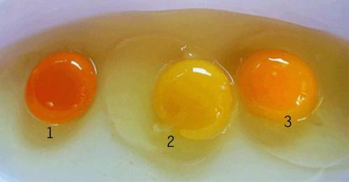 Können Sie erkennen, welches Ei von einem gesunden Huhn stammt? Die Antwort wird Sie überraschen!