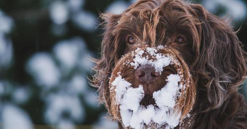 Warum Hunde gern Schnee fressen – und es dennoch nicht tun sollten