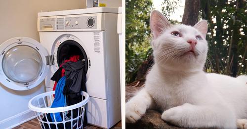 Mann wirft Katze in Waschmaschine und schaltet sie ein – das Tier stirbt einen grausamen Tod