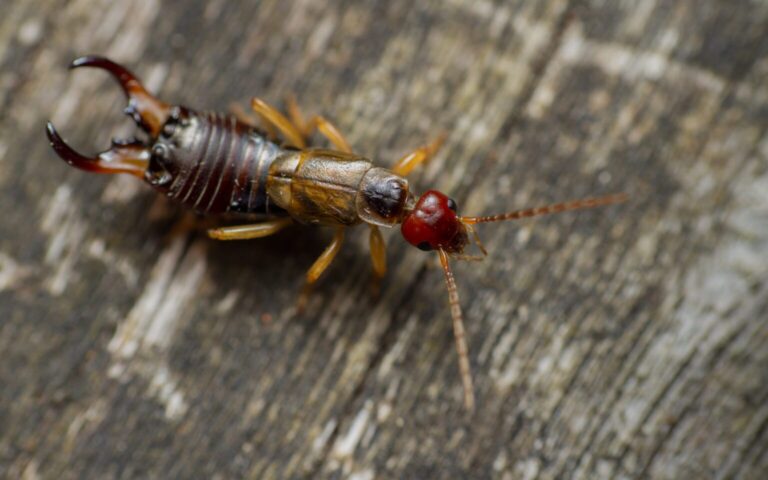Ohrwürmer loswerden – Das bedeuten die Insekten in deinem Haus
