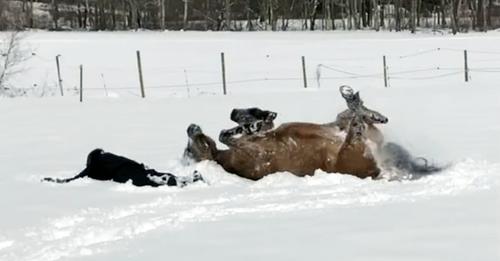 Wunderbare Szene: Pferd schließt sich Frau an und macht mit ihr zusammen Schneeengel